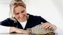 Schildkröte wird in der Tierarztpraxis in Rondorf einfühlsam behandelt.