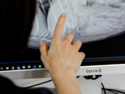 Chirurgie in der Tierarztpraxis in Rondorf in Köln