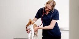 Tierarzt für Kardiologie in Köln