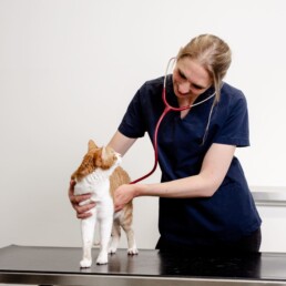 Tierarzt für Kardiologie in Köln